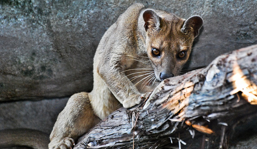 Fossa in zoo