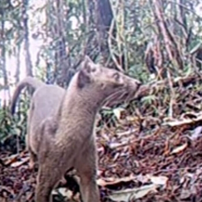 Madagascar fossa on camera