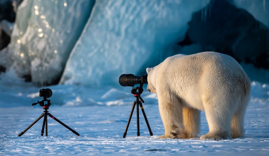 A polar bear checks out a camera. Photo: Reddit/u/Derawin