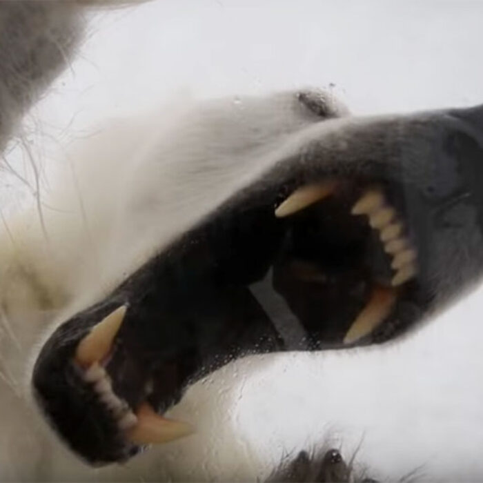 Polar bear breaking into Gordon Buchanan's shelter