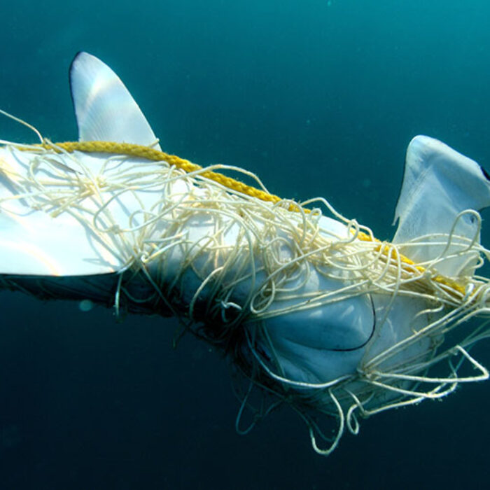 Scalloped hammerhead entangled in a Queensland shark control net