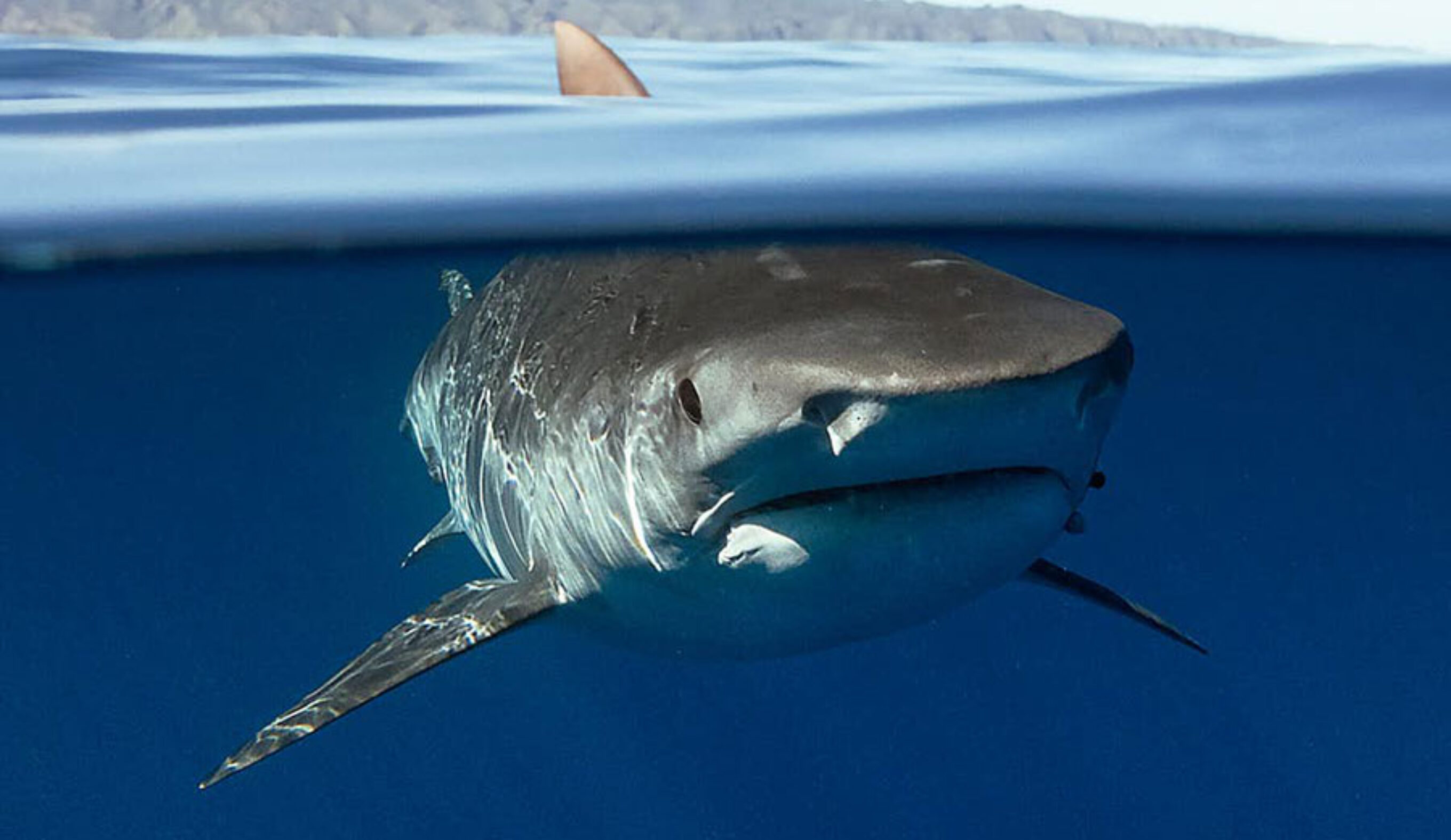 Tiger shark