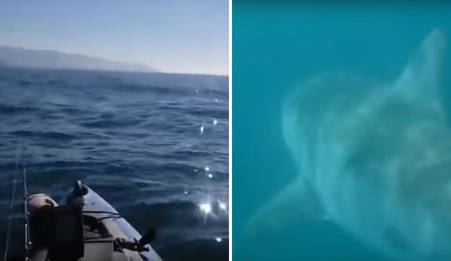 shark scares kayaker