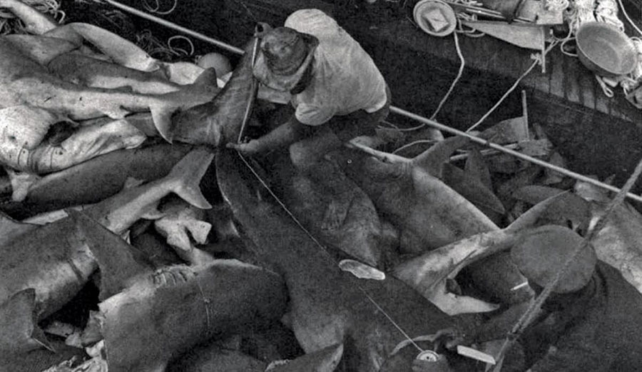 shark control program