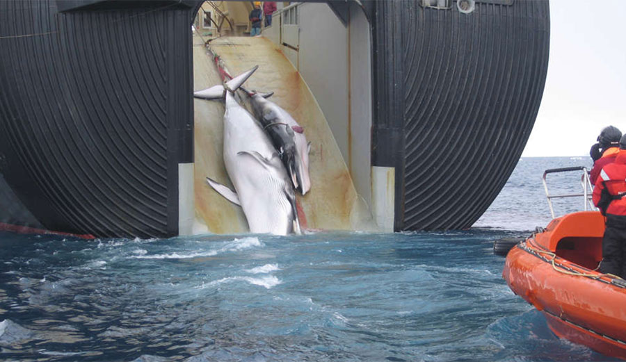 Minke whales are pulled onto a Japanese whaling vessel.