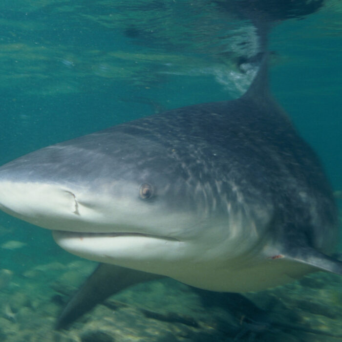 Bull shark