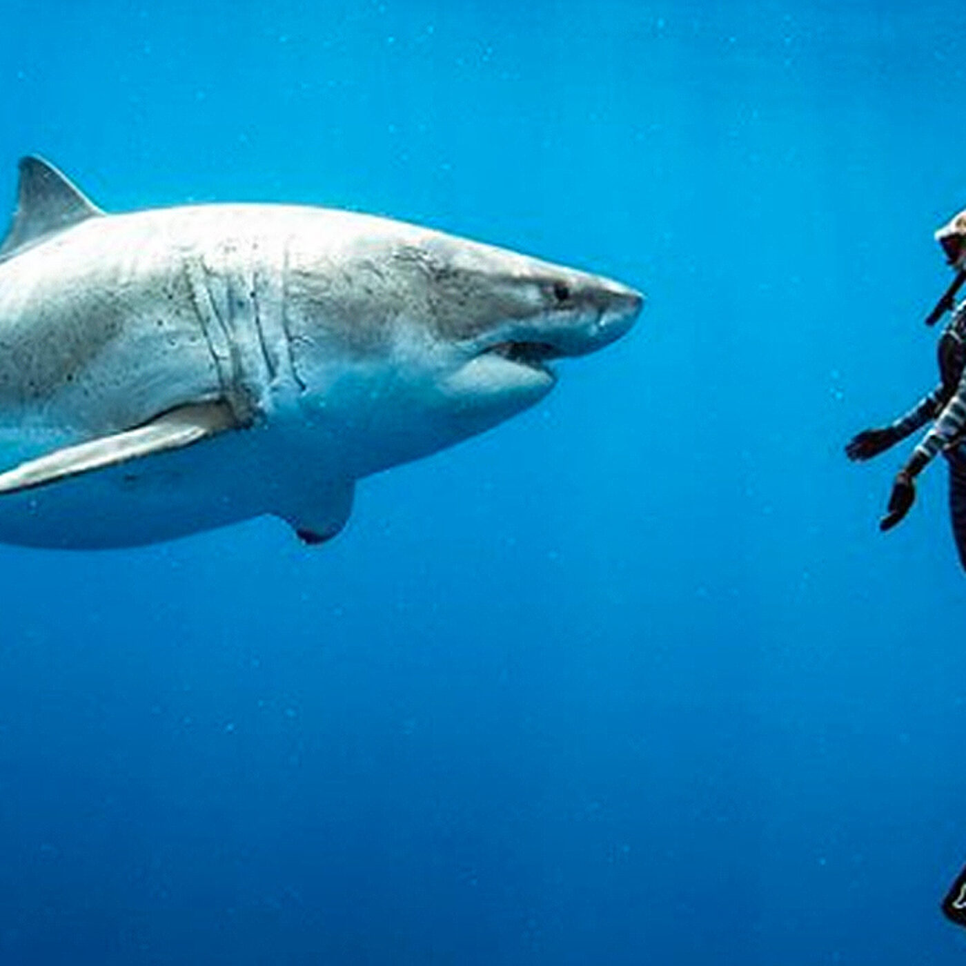 ocean ramsey, sharks, great white shark, deep blue, ocean ramsey, juan oliphant, hawaii, shark conservation, shark research,