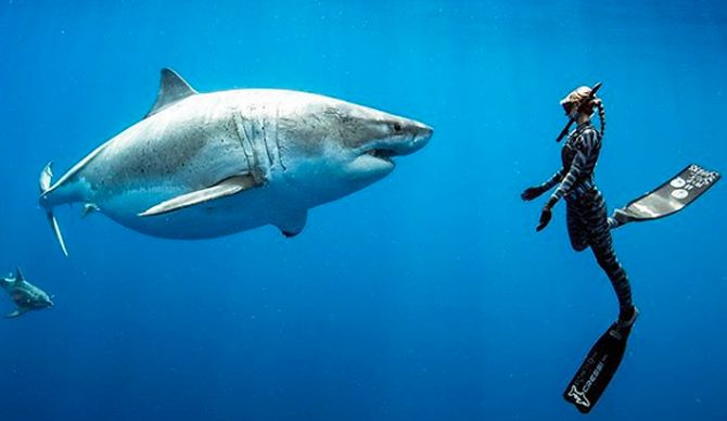 ocean ramsey, sharks, great white shark, deep blue, ocean ramsey, juan oliphant, hawaii, shark conservation, shark research,