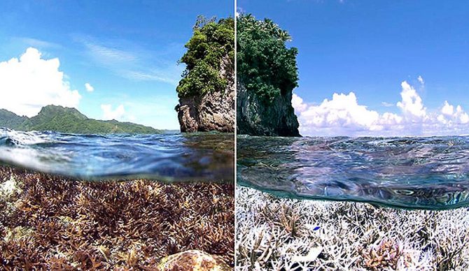 10 Year Challenge, climate change, global warming, coral bleaching,