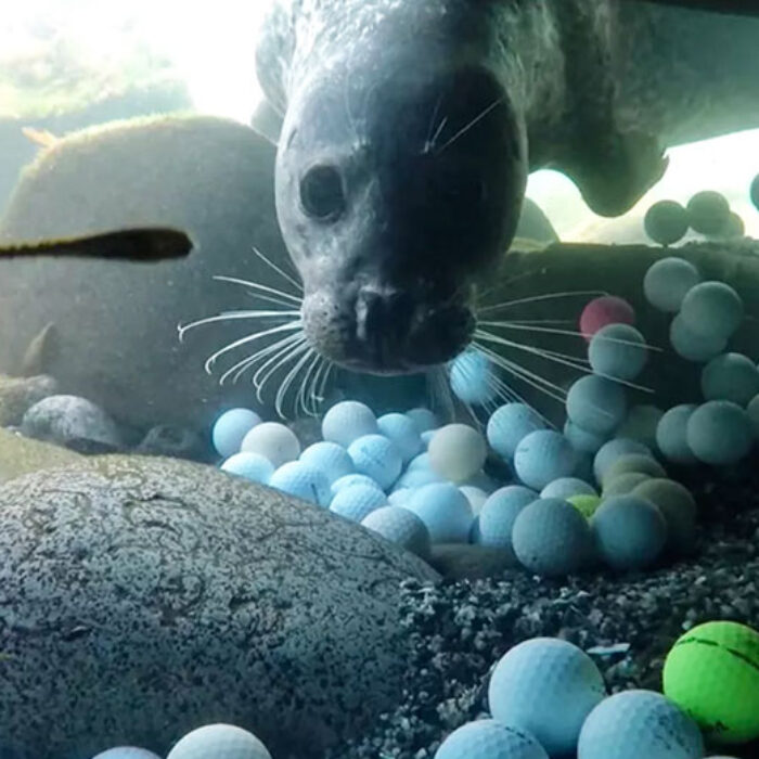 Harbor seal looking at golf balls