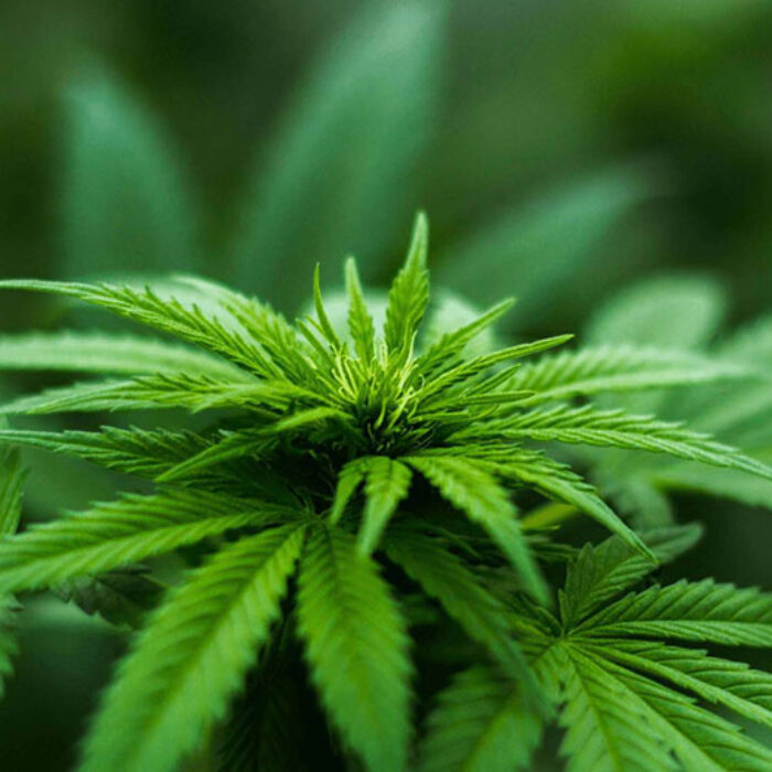 Industrial hemp plant