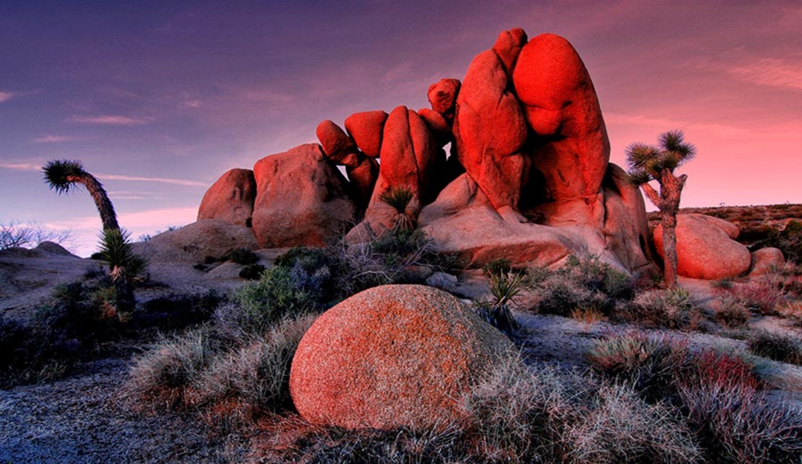 Joshua Tree and other national parks are being ravaged during the government shutdown.