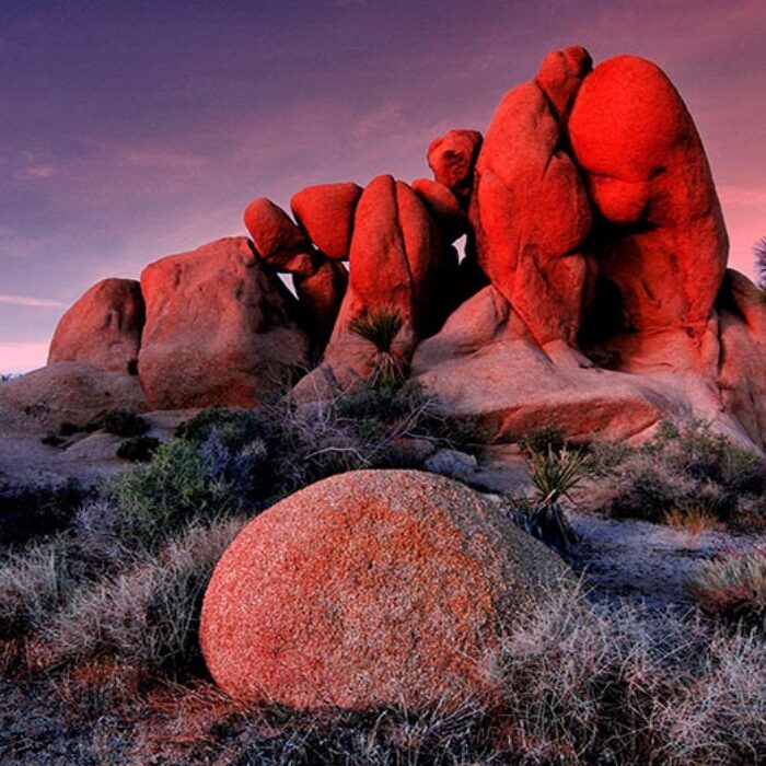 Joshua Tree and other national parks are being ravaged during the government shutdown.