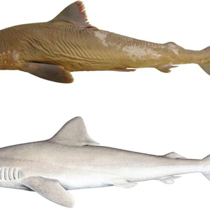 Lost shark
