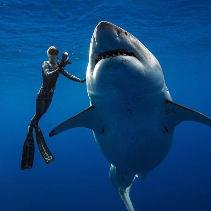 ocean ramsey, sharks, great white shark, deep blue, ocean ramsey, juan oliphant, hawaii, shark conservation, shark research,
