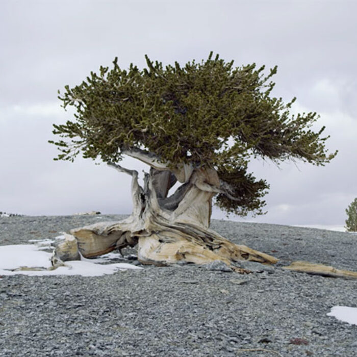 Bristlecone Pine Tree for Patagonia Film Treeline