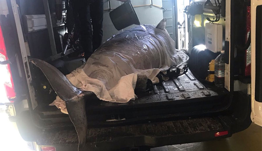 Pygmy sperm whale on Zuma Beach