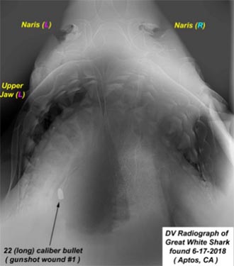he shot the shark in the head on the central coast of california