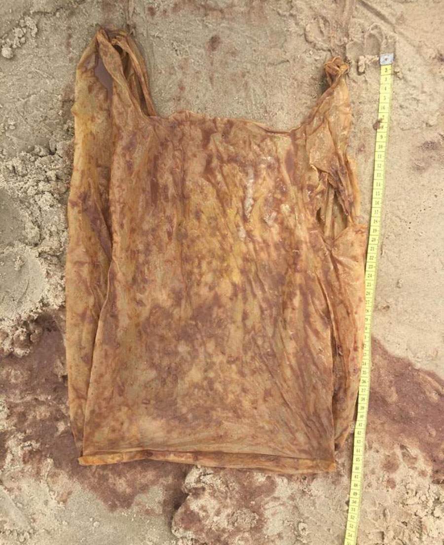 Plastic bag inside whale shark