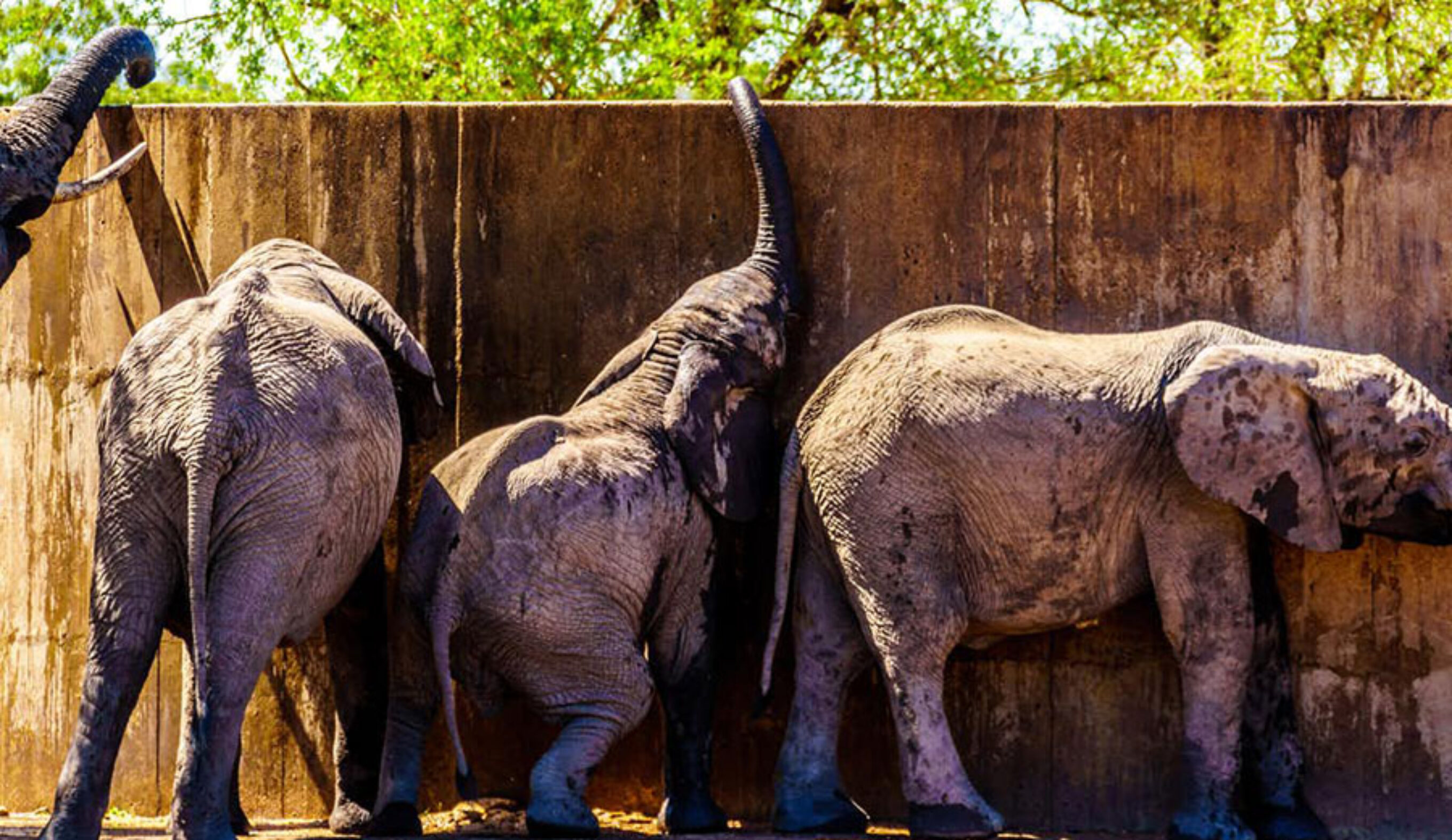 Elephants trying to drink