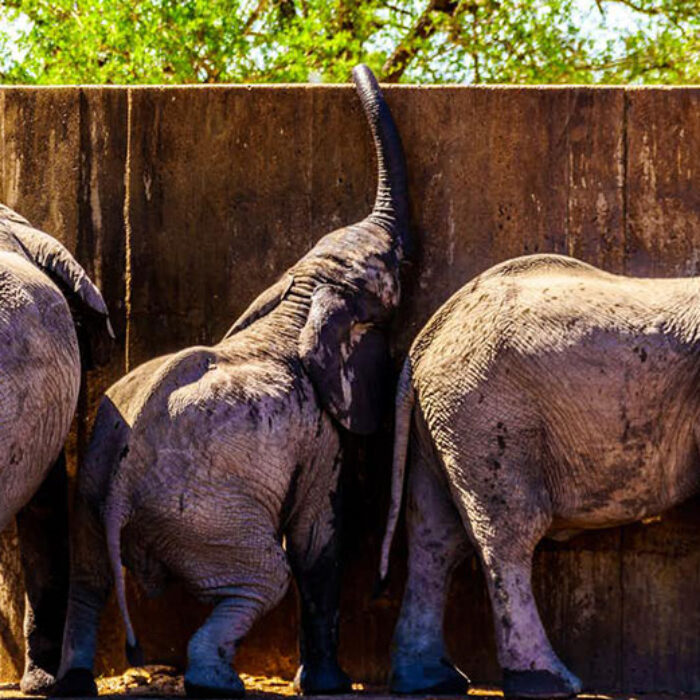 Elephants trying to drink