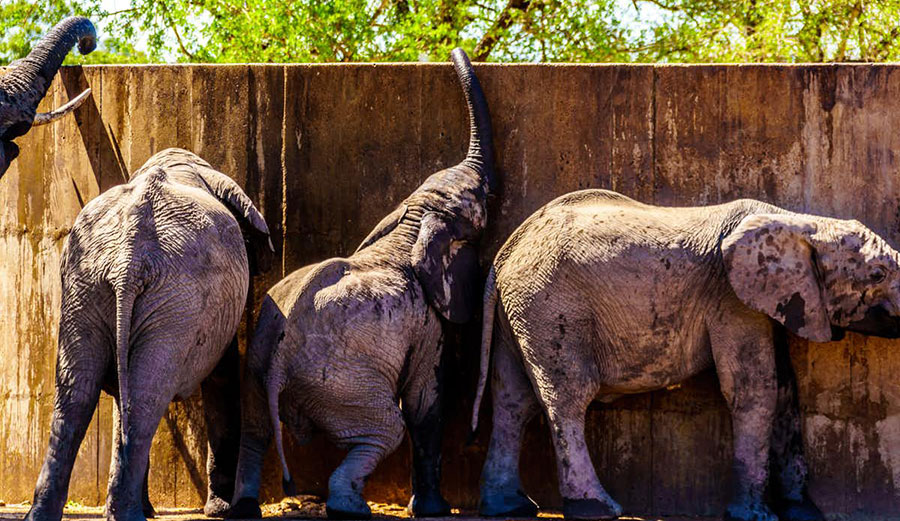 Elephants trying to drink