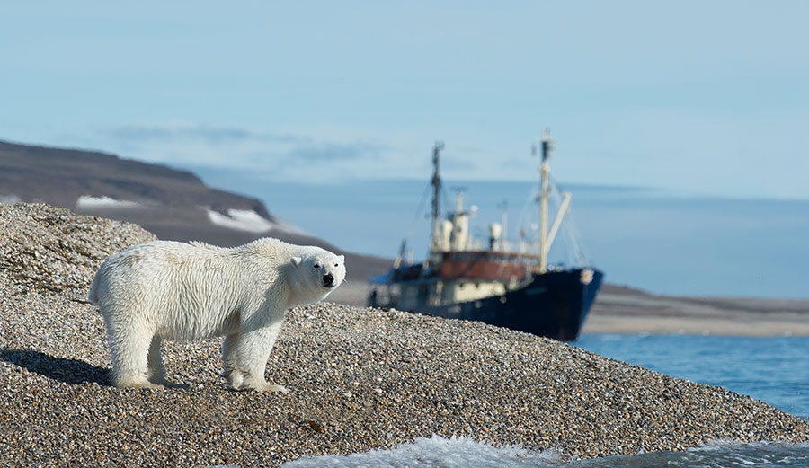 Polar bear in Arctic