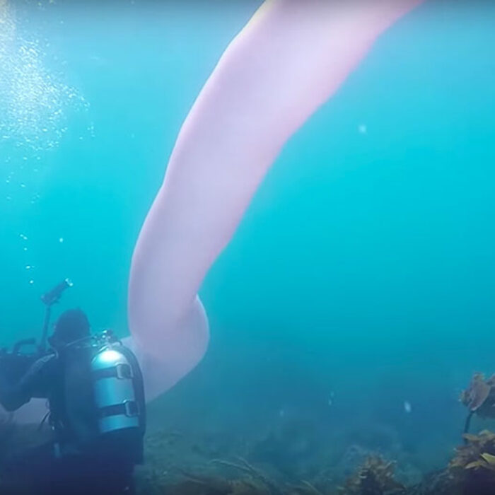 pryosome spotted off New Zealand