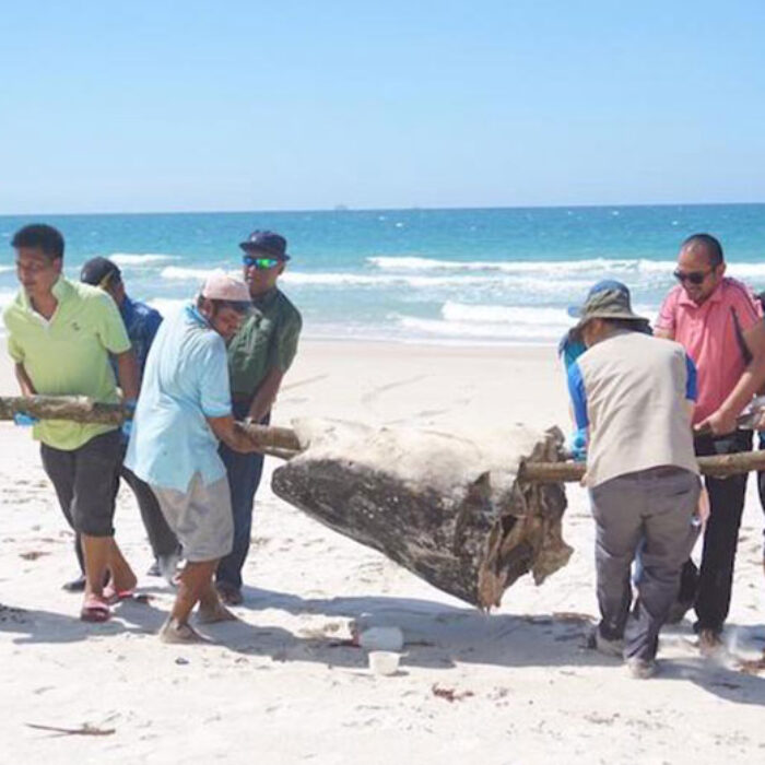 Dead whale shark with plastic bag