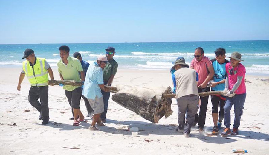 Dead whale shark with plastic bag