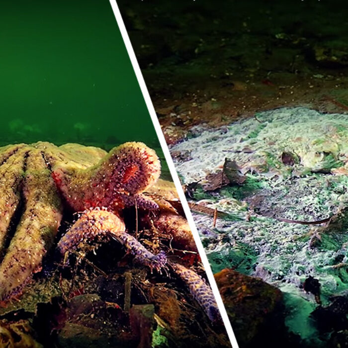 Sunflower Star Underwater Zombie Apocalypse