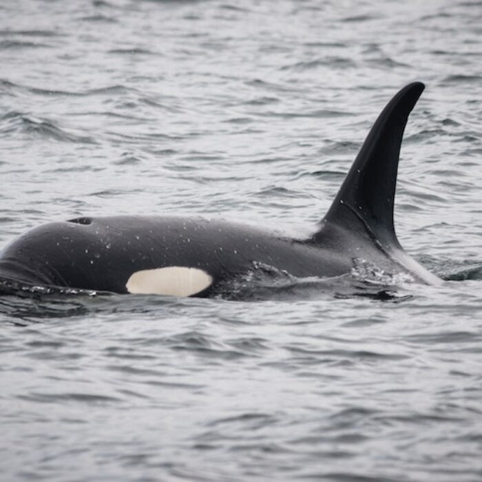 Orca breaching surface