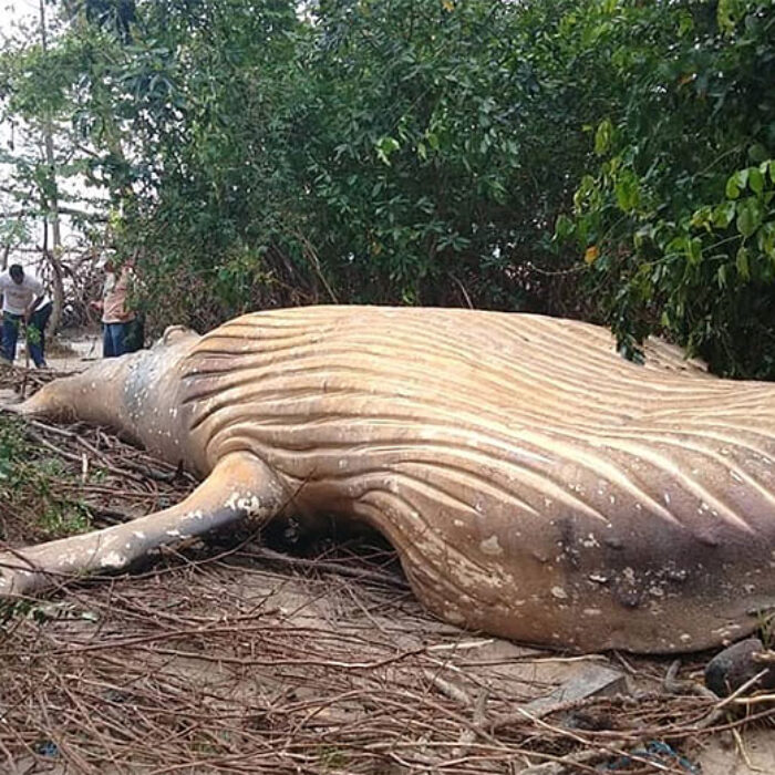 humpback whale in Amazon