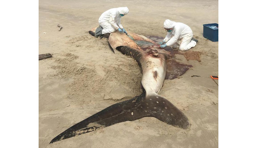 Whale shark necropsy