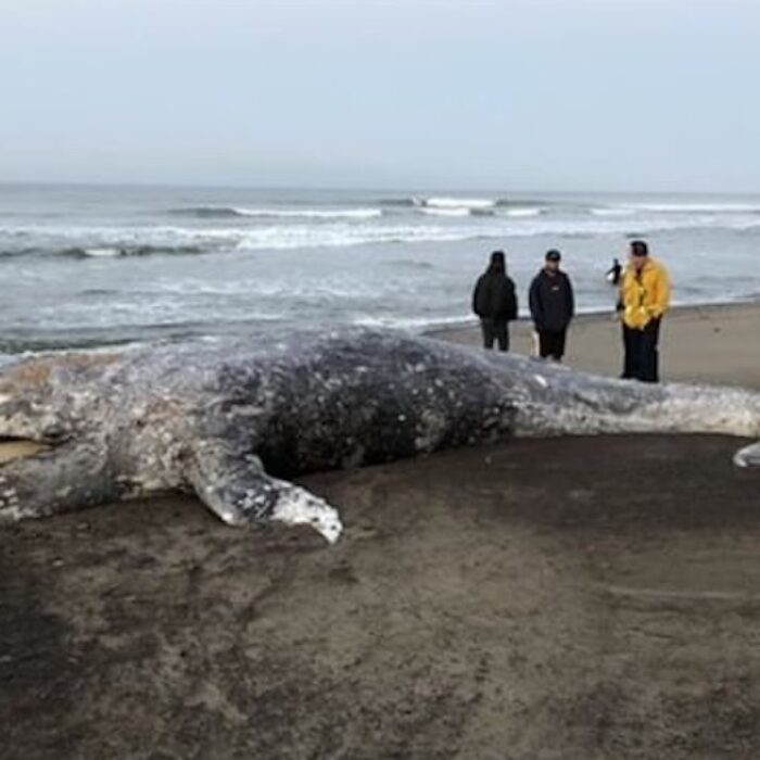 A one-year-old gray whale washed up on the beach at County Line. Its cause of death is still unknown. Photo: Joe Rickabaugh