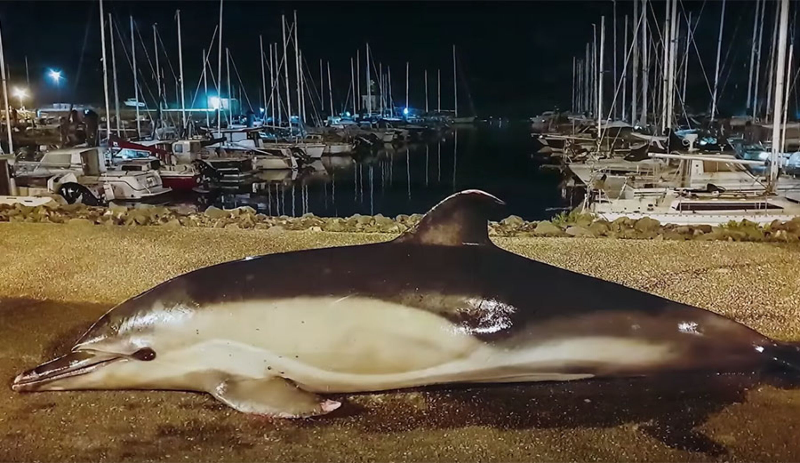 A dead dolphin found in French waters by Sea Shepherd members.