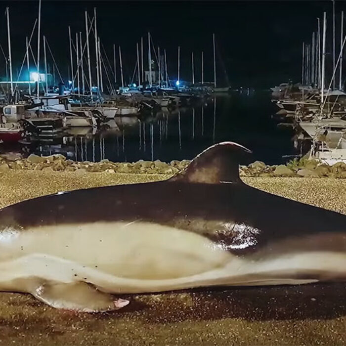 A dead dolphin found in French waters by Sea Shepherd members.
