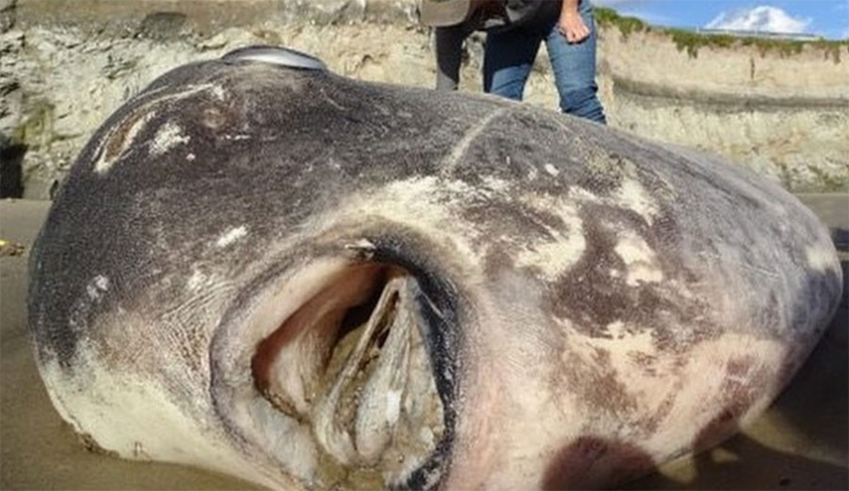 Hoodwinker Sunfish in Santa Barbara
