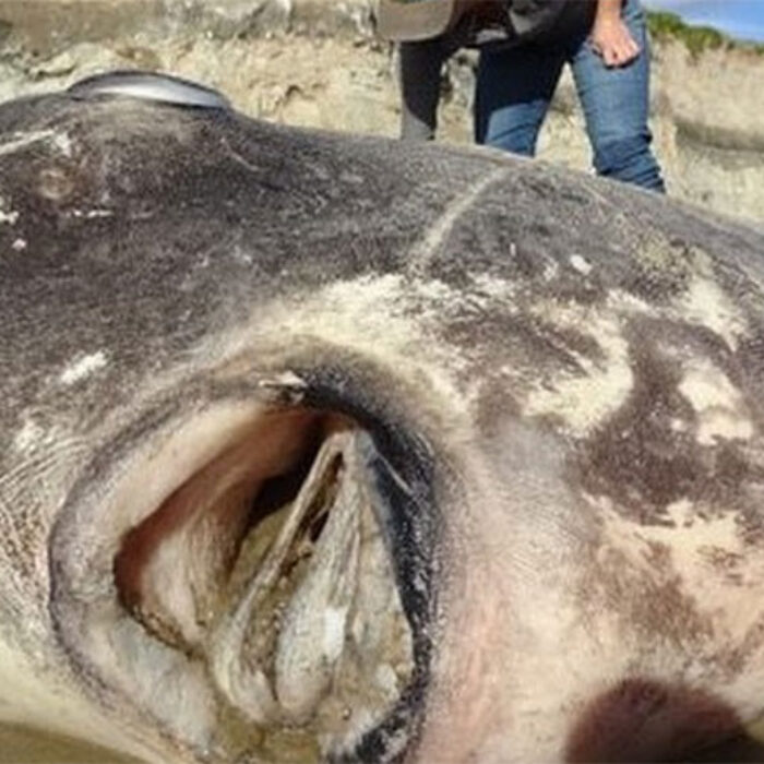 Hoodwinker Sunfish in Santa Barbara