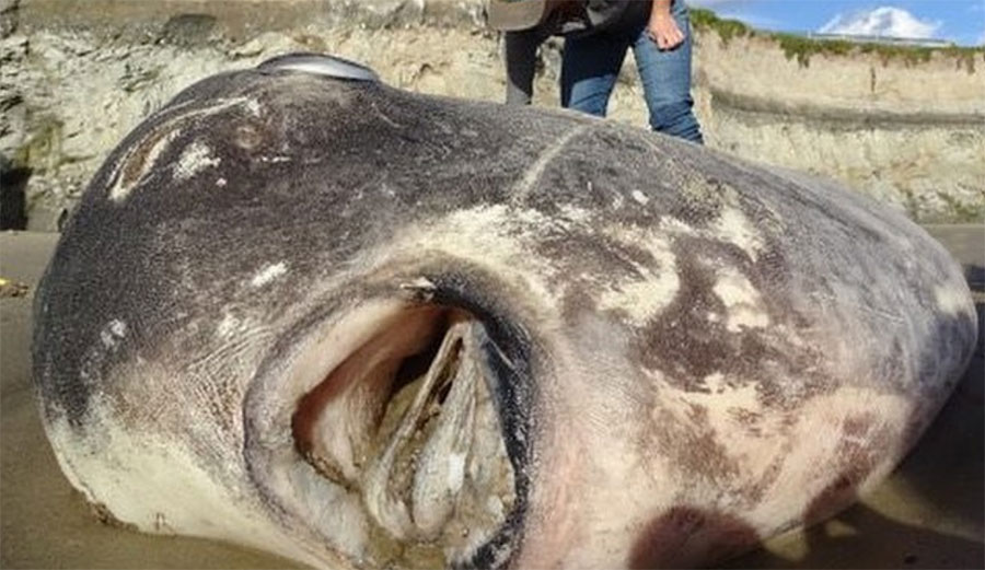 Hoodwinker Sunfish in Santa Barbara