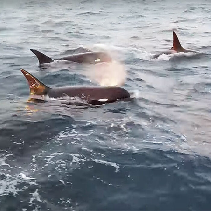 type d killer whales in Chile