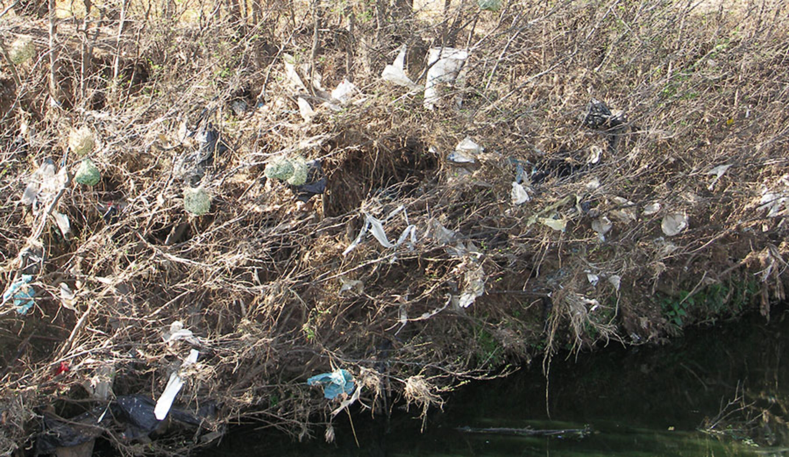 Plastic bag litter along the Jukskei River, Johannesburg, South Africa.