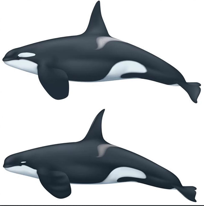 Type D Killer whale and regular killer whale
