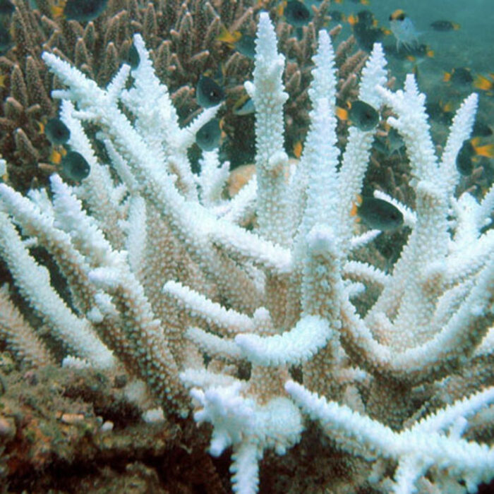 Coral bleaching