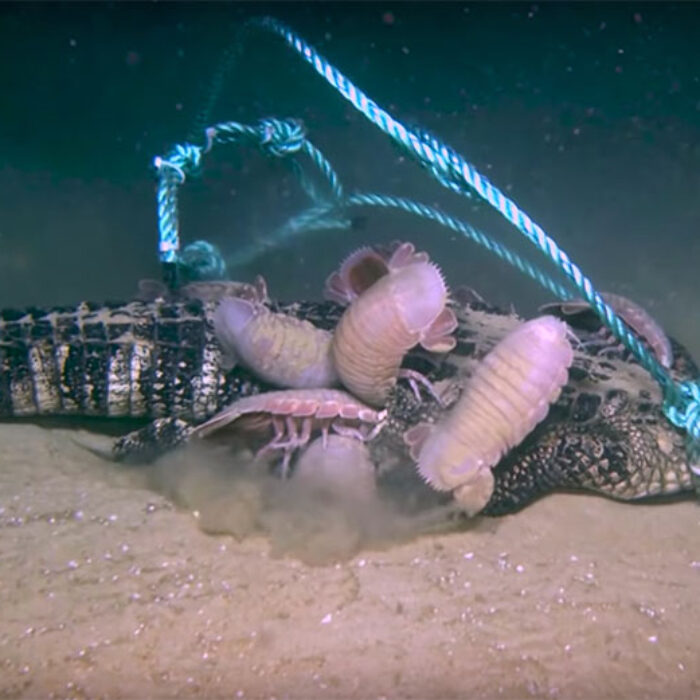Alligator eaten by giant isopods