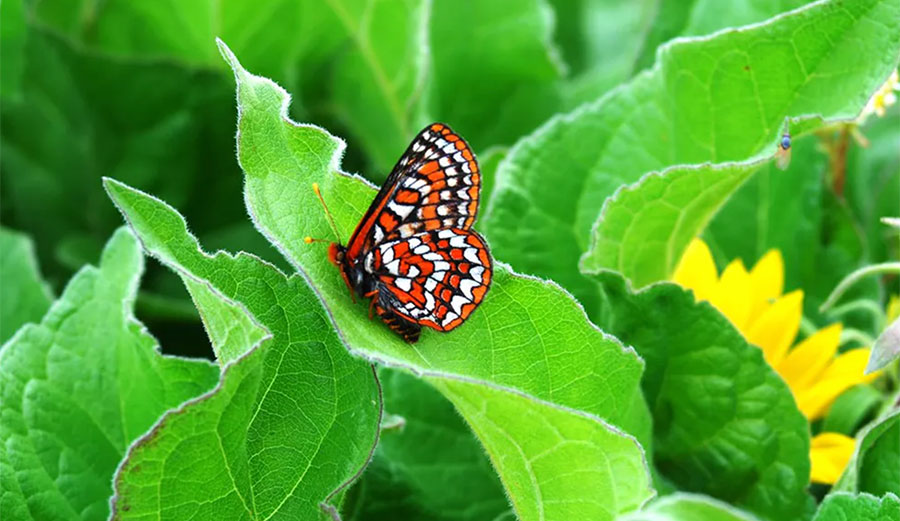 The Taylor’s checkerspot butterfly