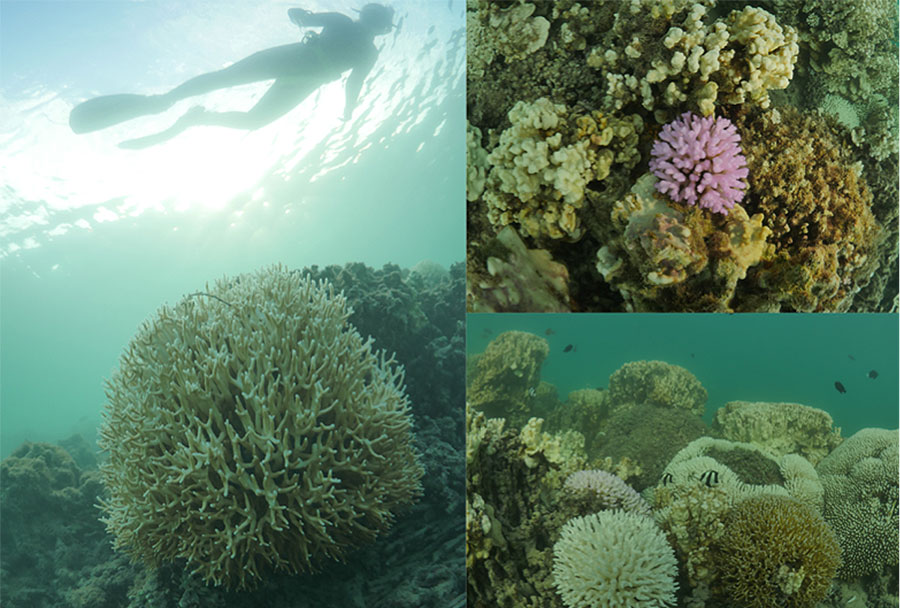 Coral bleaching at Lord Howe