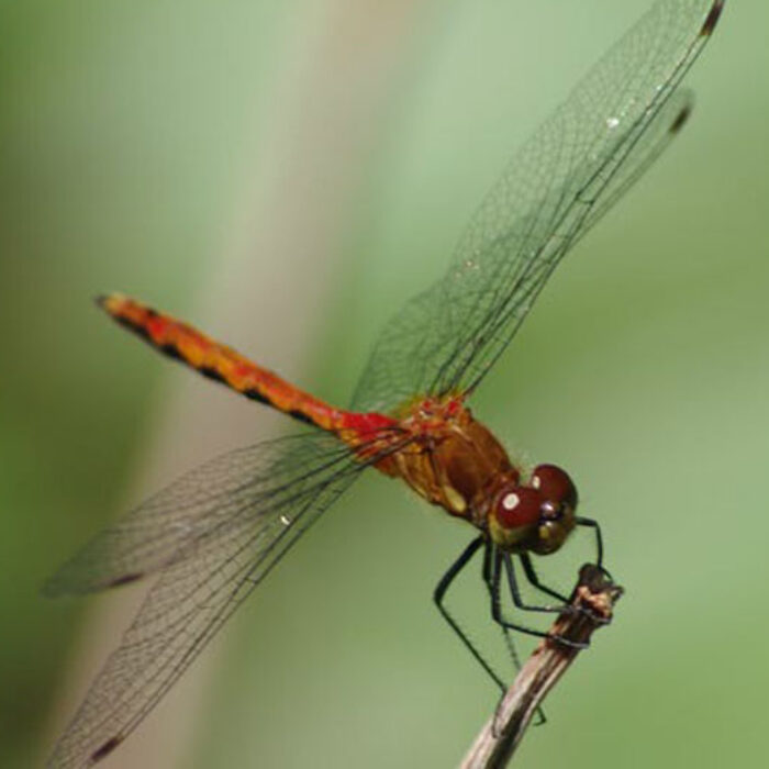 Dragonfly on twig