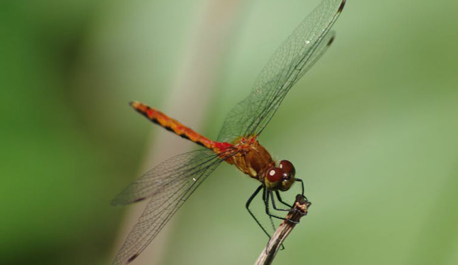 Dragonfly on twig