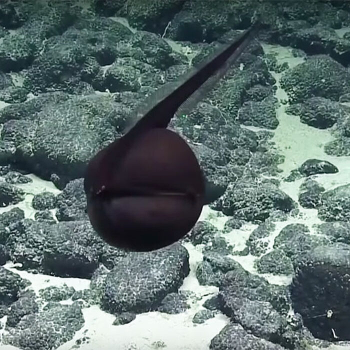 Gulper eel in Hawaii